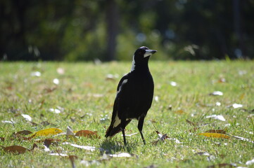 Curious magpie on the grass