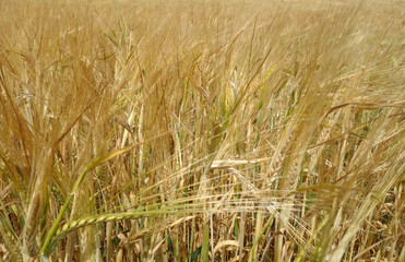 Agricultural rye filed bacground.