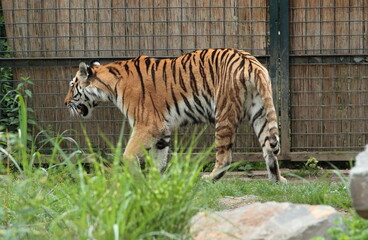 Tiger in his kennel in the zoo