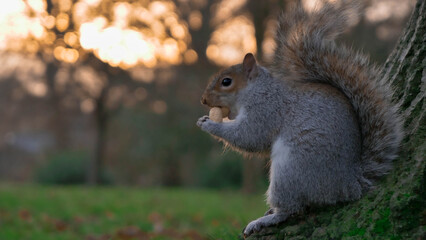 Squirrel in The Park