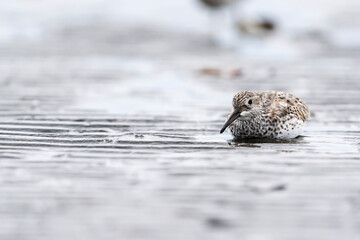 上空の猛禽類を警戒してしゃがみ込むオバシギ