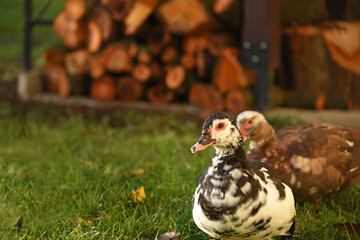 Ducks grass on a green meadow in the yard of a rural house.