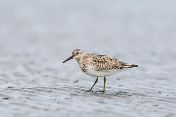 オバシギ幼鳥(great knot)