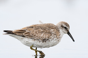 コオバシギ(Red Knot)