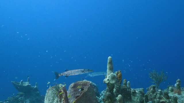 Seascape in turquoise water of coral reef in Caribbean Sea, Curacao with Barracuda, Pillar Coral and sponges