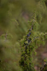 juniper bush with drops of water shining in the sun. natural medicinal plant juniperus communis