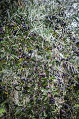 Olives still in their branches, on their way to becoming ripe