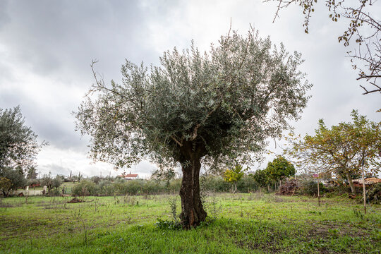 Olive Tree In The Backyard Of A Country House In Delongo, Tomar, Portugal