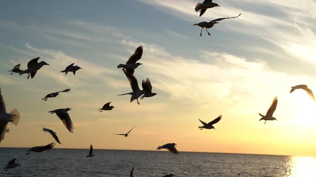 Stunning sunset over the sea. A flock of gulls fly over the sea.