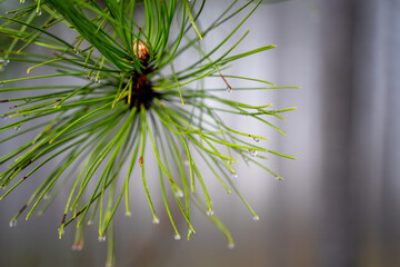 Raindrops on needles pine trees natural eco background