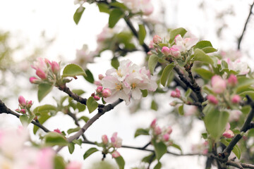 Fototapeta na wymiar Blooming apple tree in spring, selective focus, blurring the background, wallpaper.