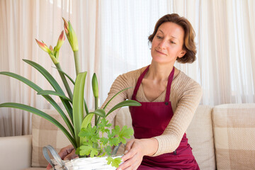 Housewife takes care of flowers at home. A woman in a crimson apron sits on a sofa in a beige light...