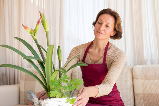 Housewife takes care of flowers at home. A woman in a crimson apron sits on a sofa in a beige light interior and looks at flowers. Home plants and floriculture.