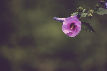 Fototapeta na wymiar hibiscus purple plant. fragrance of flower