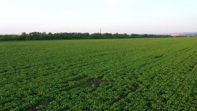 A young sugar beet field grows near the sugar factory. Aero