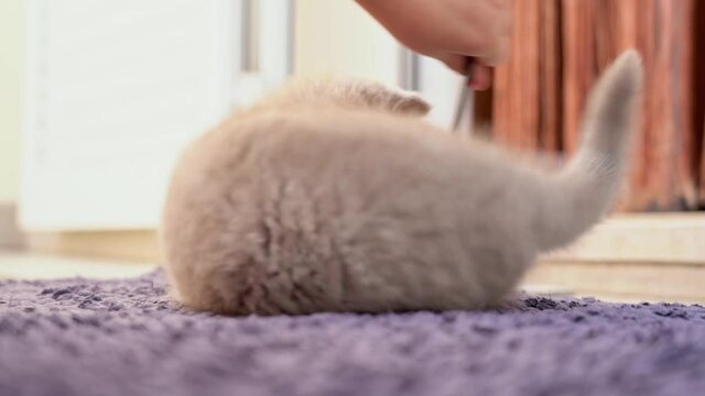 British lop-eared kitten is played with a child a toy on the carpet. Slow motion.