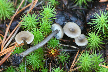 Myxomphalia maura, a coal loving navel mushroom from Finland with no common english name