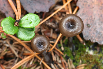Myxomphalia maura, a coal loving navel mushroom from Finland with no common english name
