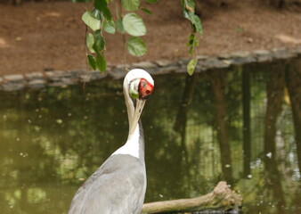 Fototapeta premium Grey Heron at a lake in the zoo