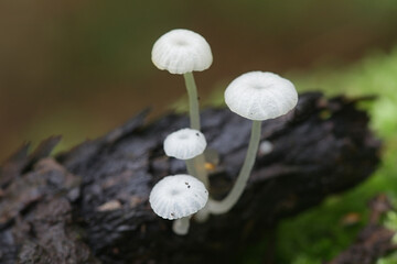 Delicatula integrella, also called Mycena integrella, tiny white mushroom from Finland with no common english name