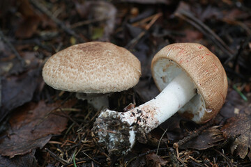 Agaricus langei, known as Scaly Wood Mushroom, wild mushrooms from Finland