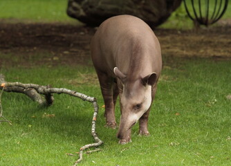 Tapir in his outdoor enclosure at the zoo