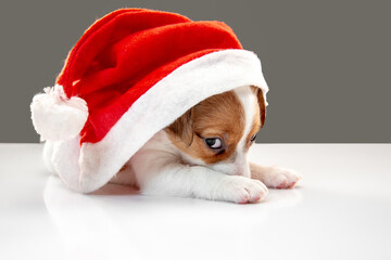 Little young dog with Christmas cap greeting New Year 2021. Cute playful brown white doggy or pet on gray studio background. Concept of holidays, pets love, celebrating. Looks funny. Copyspace.