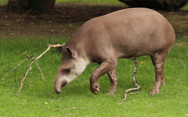 Tapir in his outdoor enclosure at the zoo