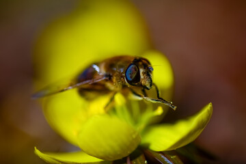 Biene Apis mellifera Bestäubung Knospe Nektar Frühblüher Winterling Eranthis hyemalis Blüte...