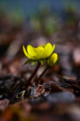 Winterling Makro Eranthis hyemalis Blume Kälte Sprießen Nahaufnahme erblühen Frühblüher Winter...