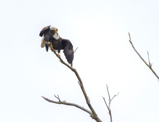 A close view of two adult eagles sharing a branch in close proximity high up a tree, looking...