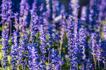 Obraz premium Close-up Of Purple Flowering Plants On Field