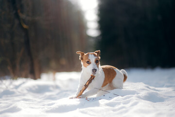 dog in winter plays with a stick. jack russell terrier in nature at snow