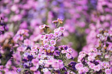 Close-up Of Purple Flowering Plants On Field