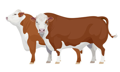 Farm animal - Bull. Hereford - The Best Beef Cattle Breeds. Vector Illustration.