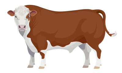 Farm animal - Bull. Hereford - The Best Beef Cattle Breeds. Vector Illustration.