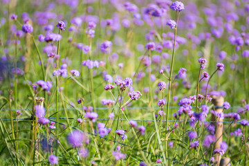 Obraz premium Close-up Of Purple Flowering Plants On Field