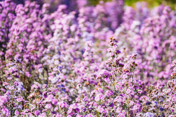 Naklejka premium Close-up Of Purple Flowering Plants On Field