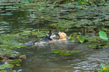 Golden retriever dog and husky dog playing in the lotus lake