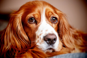 Portrait of a cocker spaniel dog pet 