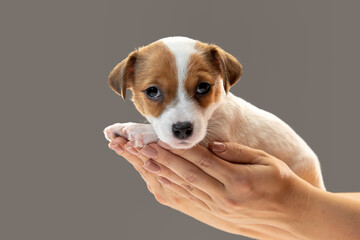 Cute and little doggy posing cheerful in comfortable human hands. Cute playful brown white doggy or pet on studio background. Concept of holidays, home comfort, love, warm. Looks funny. Copyspace.