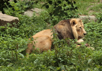 Lion in his kennel at the zoo