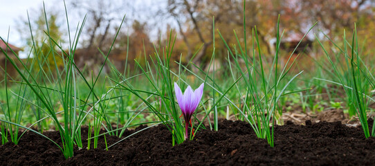 Saffron flowers on a saffron field during flowering.