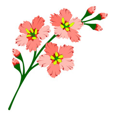 Pink flowers branch with buds floral set of vector isolated colorful illustrations