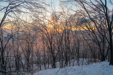 Sunset in the winter forest illuminating ice-covered tree branches