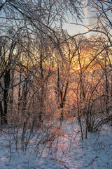 Sunset in the winter forest illuminating ice-covered tree branches