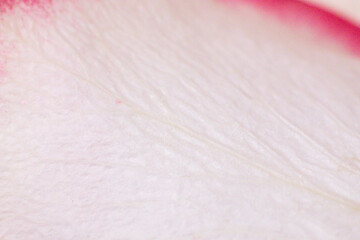 Macro mode. Rose petals close-up. The structure and texture of the petal in detail.