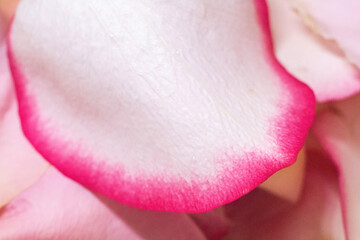 Macro mode. Rose petals close-up. The structure and texture of the petal in detail.