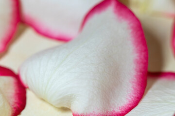 Macro mode. Rose petals close-up. The structure and texture of the petal in detail.