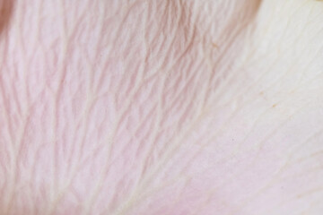 Macro mode. Rose petals close-up. The structure and texture of the petal in detail.